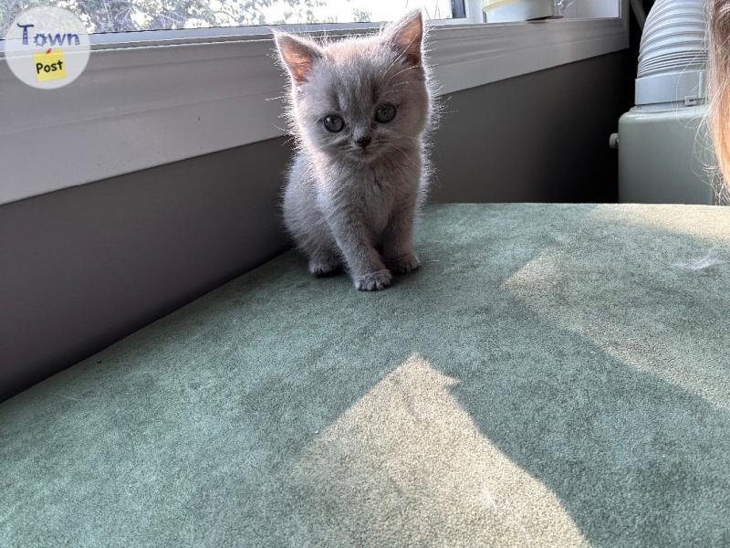 Photo of British Shorthair kittens