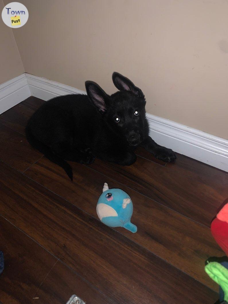 Photo of All black Female German Shepherd, pup