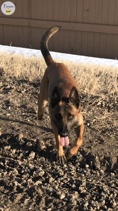 Photo of Male Belgian Malinois  - 1