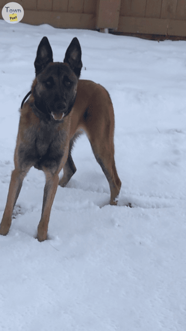 Photo of Male Belgian Malinois  - 2