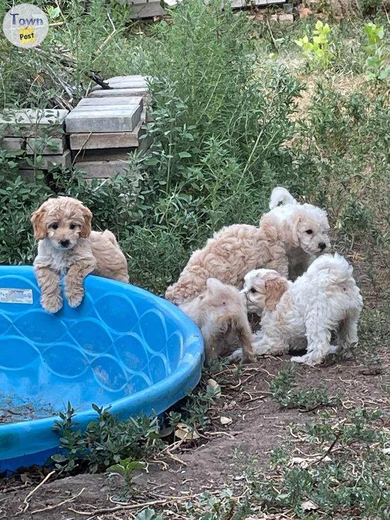 Photo of Poodle x Poodle- Maltese -beagle puppies, (toy -mini 3/4 poodle mix ) puppies 