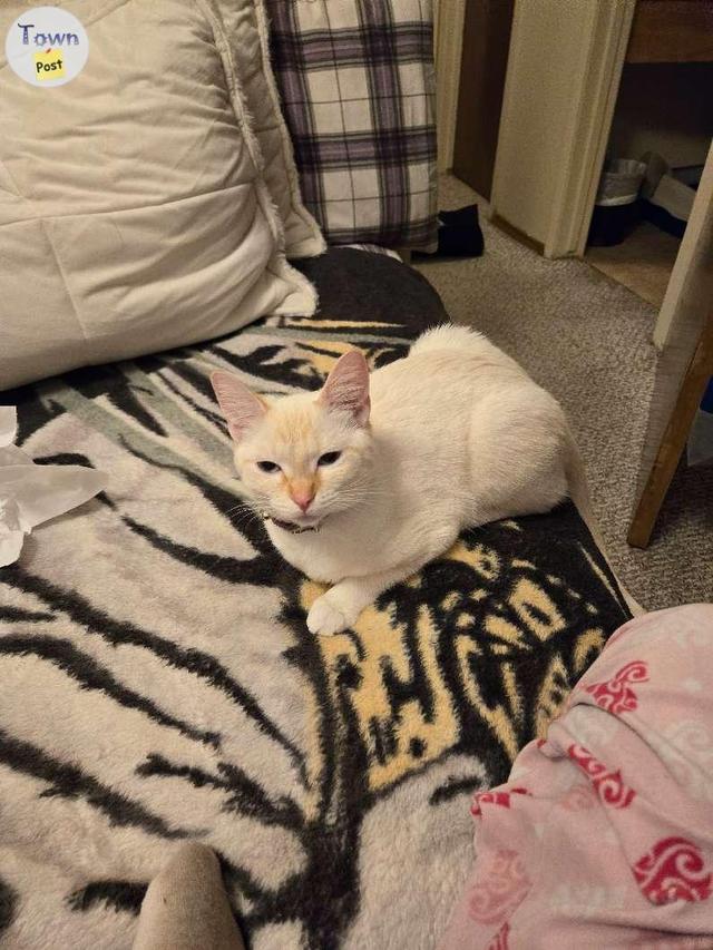 Photo of Flame point siamese/ragdoll kitten. 