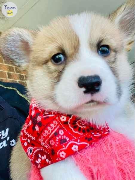 Photo of Master Purebred Pembroke Welsh Corgi Puppies