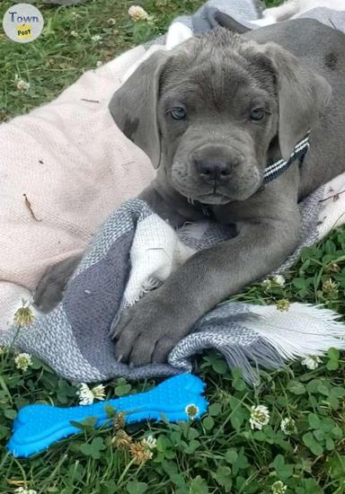 Photo of Cane Corso Puppies - Ready to go! - 1