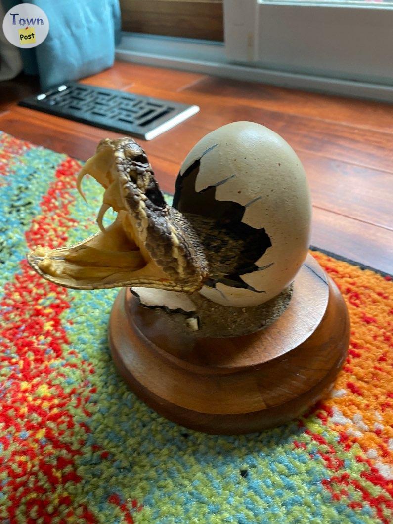 Photo of Rattlesnake breaking out of an egg