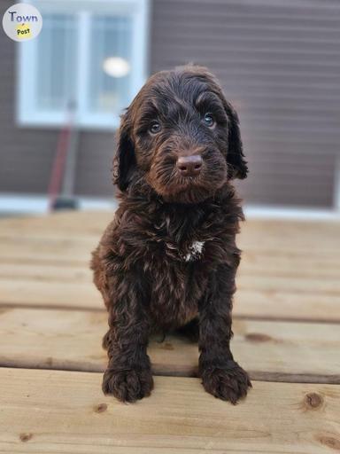 Photo of Labradoodle puppies  - 2