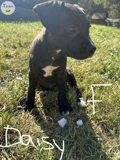 Photo of American Sapphire Pitbull puppies - 2