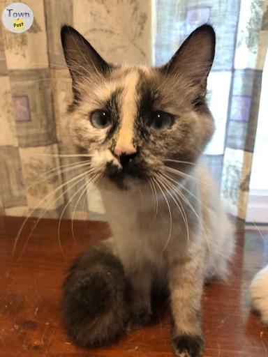 Photo of Ragdoll and Maine Coon x - 2