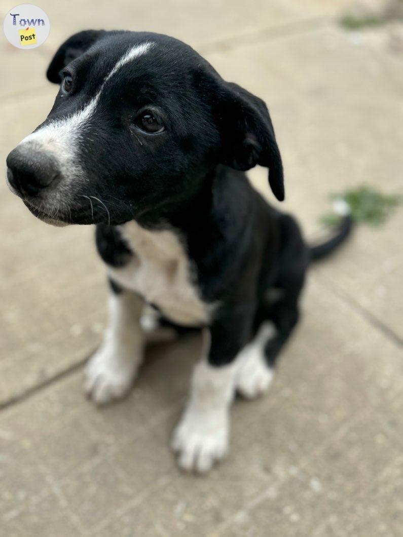 Photo of Puppy for sale - Lab/Husky/Boxer