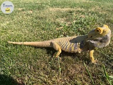 Photo of Bearded dragon and aquariaum and accessories  - 2