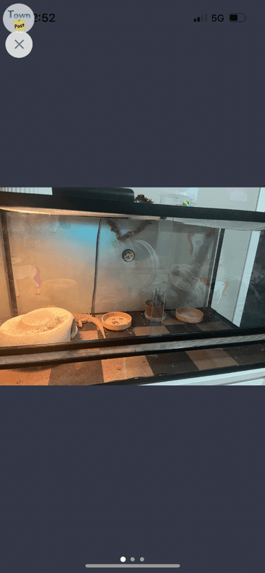 Photo of Bearded dragon and aquariaum and accessories  - 1