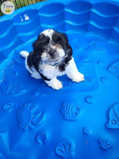 Photo of Sweet Bichon/Shih Tzu boys - 1