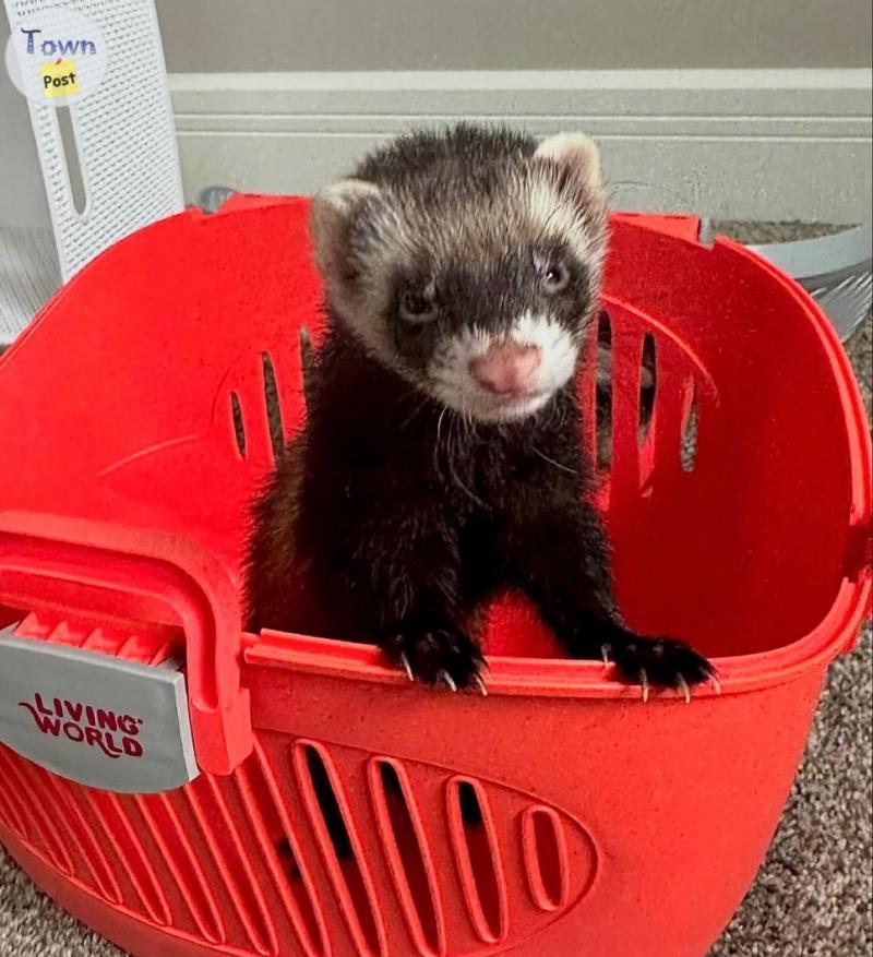 Photo of 6 month male neutered ferret 