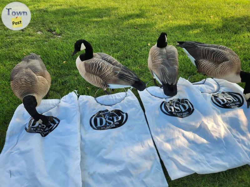 Photo of Dave Smith Goose decoys.