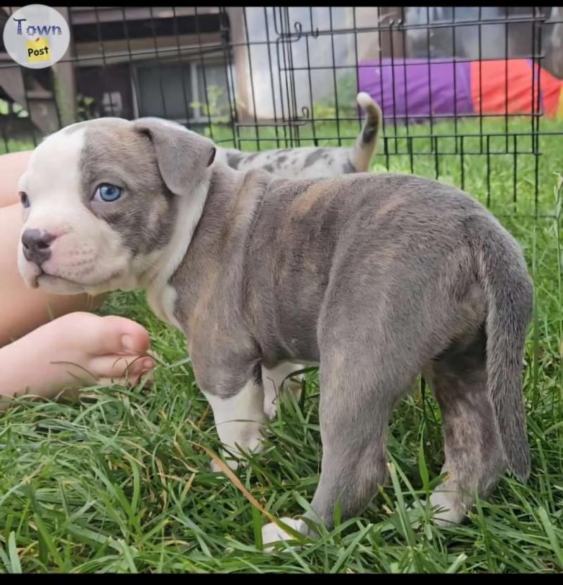 Photo of Amazing Quality Male Pocket bullies 