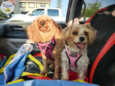 Photo of Miniature Poodle and Havanese/Yorkie Females - 1