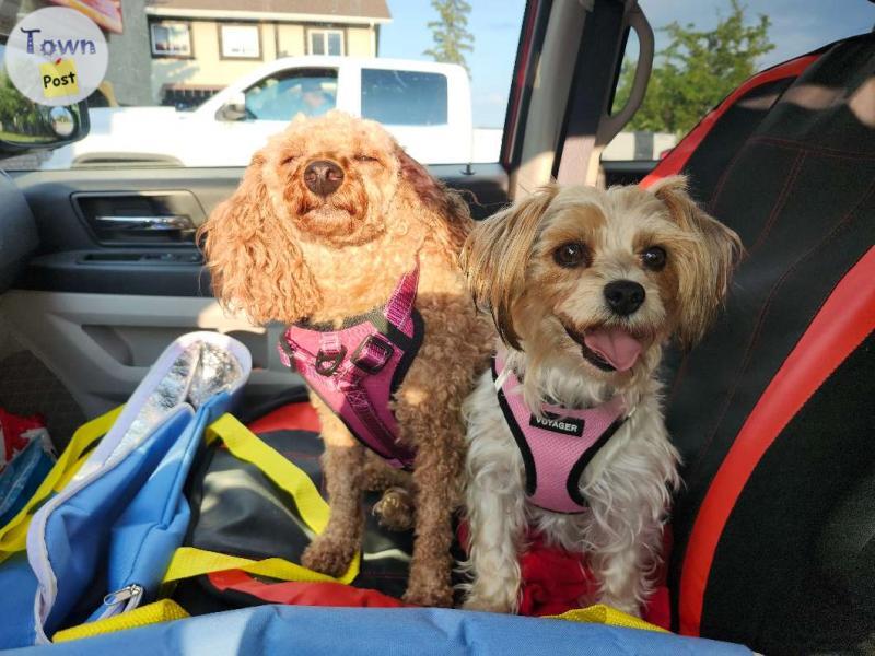 Photo of Miniature Poodle and Havanese/Yorkie Females