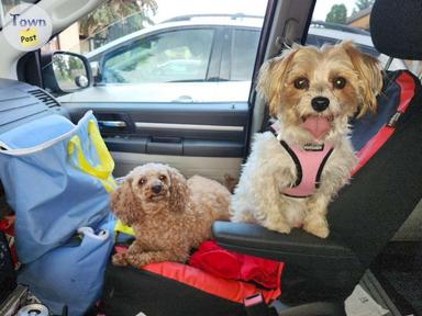 Photo of Miniature Poodle and Havanese/Yorkie Females - 2