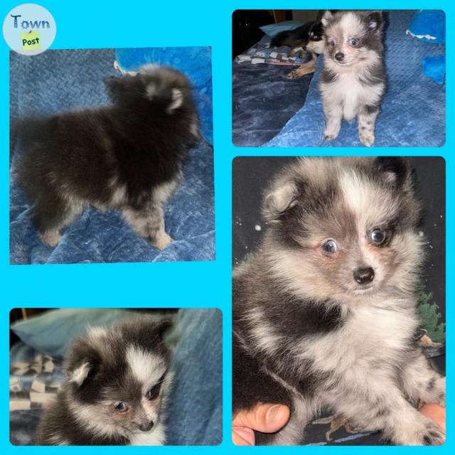 Photo of 2 Small Pomsky Puppies 