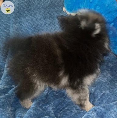 Photo of 2 Small Pomsky Puppies  - 2