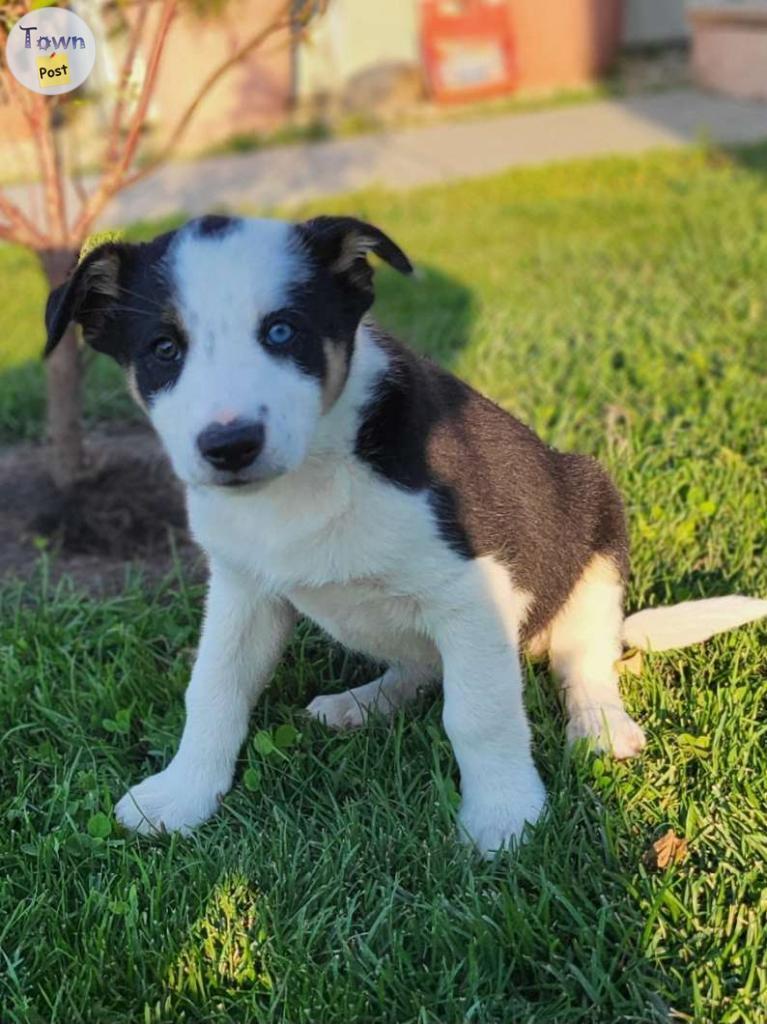 Photo of Border collie