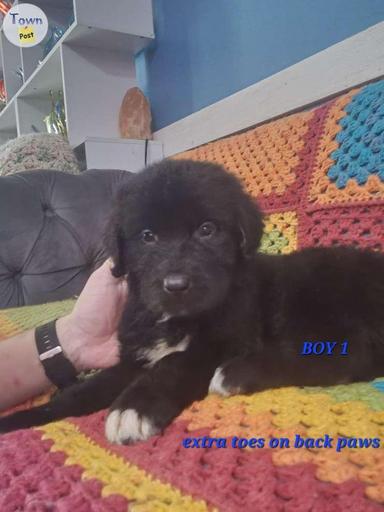 Photo of 9 week old Newfoundlander puppies - 1