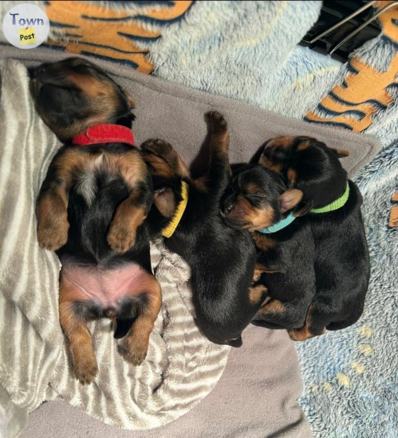 Photo of Four Addorable Yorkshire Terriers Puppies Looking for Loving Homes