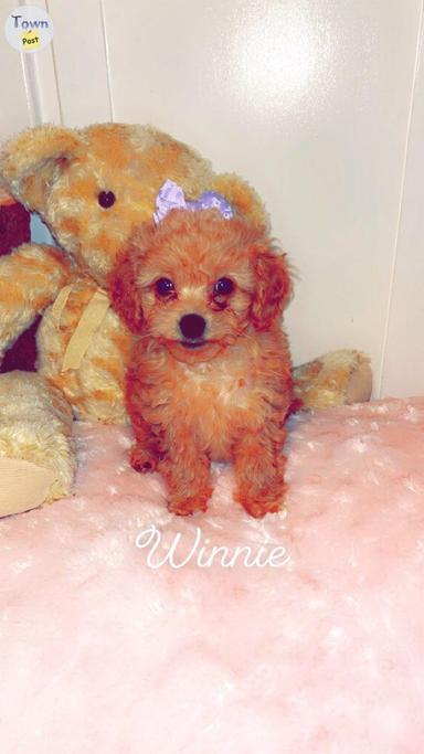 Photo of Toy poodle puppies  - 1