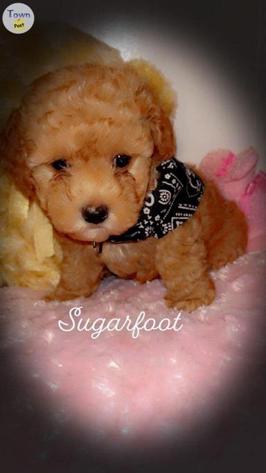 Photo of Toy poodle puppies  - 2