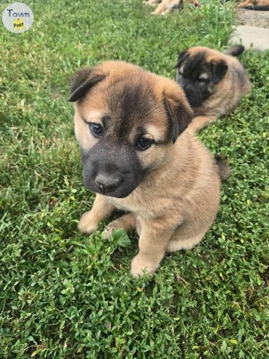 Photo of Two Female Pups - 1