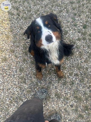 Photo of Bernese mountain dog - 1