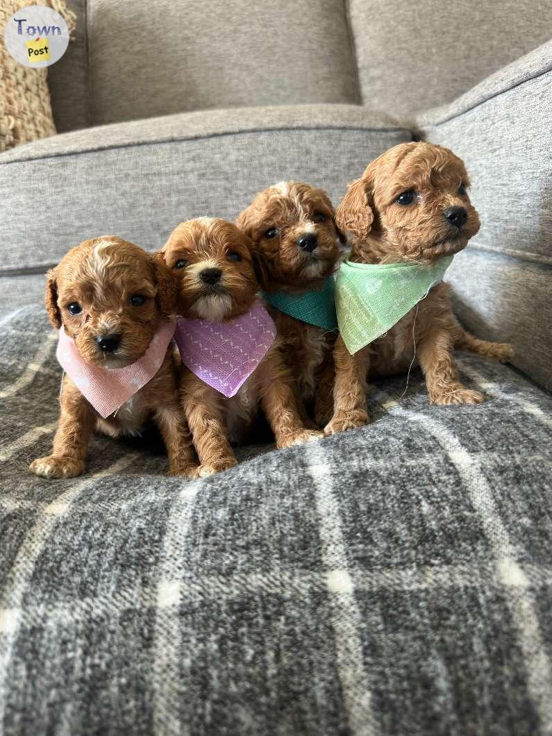 Photo of Cavapoo Puppies for Sale