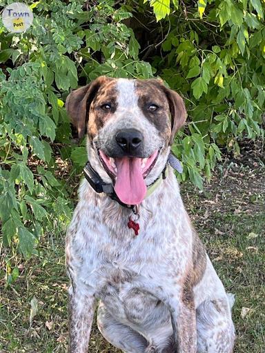 Photo of Mixed Breed Male neutered  - 1