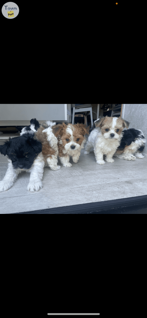 Photo of 5 Adorable teddy bear Yorkshire terrier / Biewer puppies. Born on  June 19 2024   