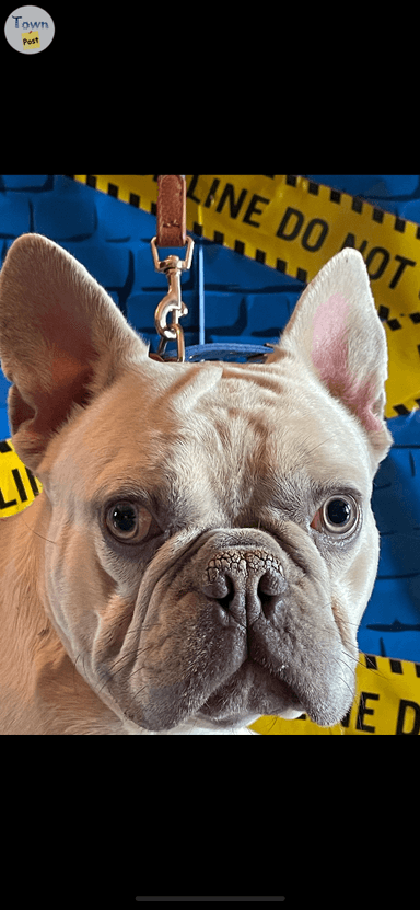 Photo of French Bulldog Males Purebred - 1