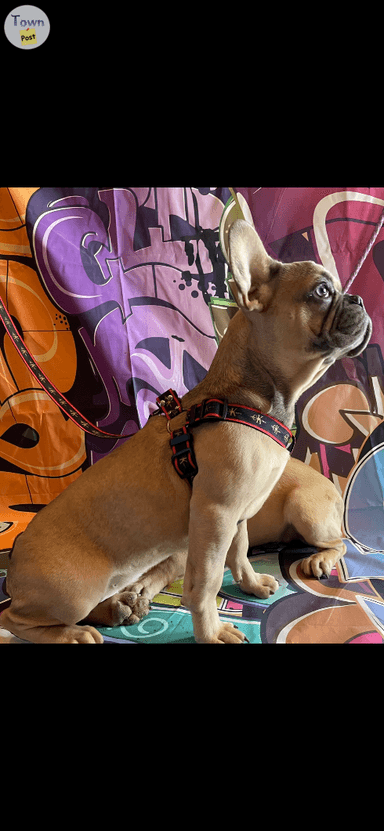 Photo of French Bulldog Male - 1