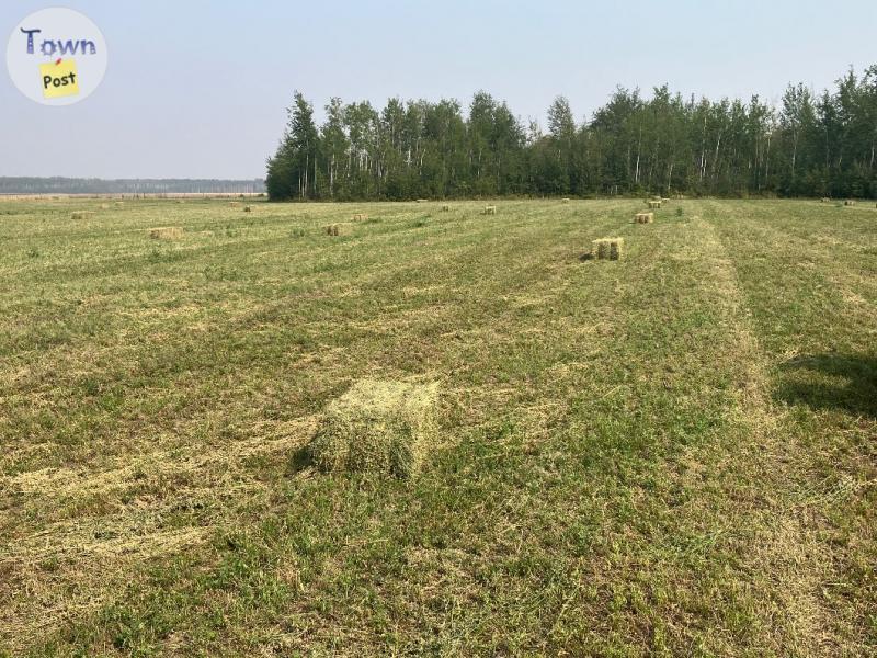 Photo of 220 fresh alfalfa square bales for sale