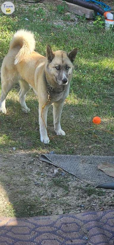 Photo of 3 year old siberian husky x American Akita  - 1