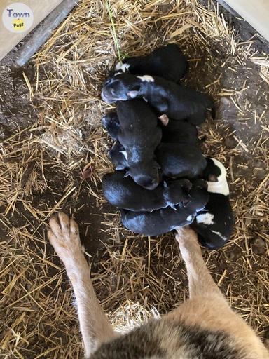 Photo of Blue heeler/ kelpie puppies - 1