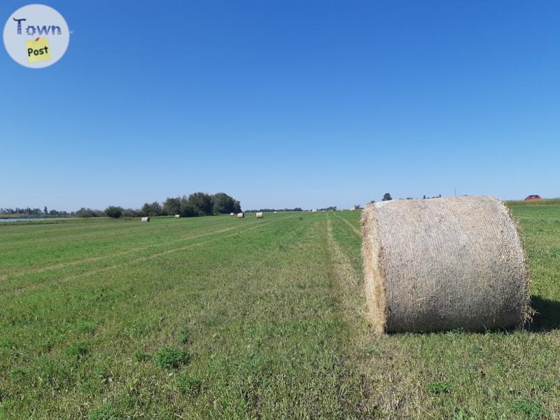 Photo of 2nc Cut Hay For Sale