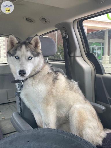 Photo of Siberian Husky  - 2