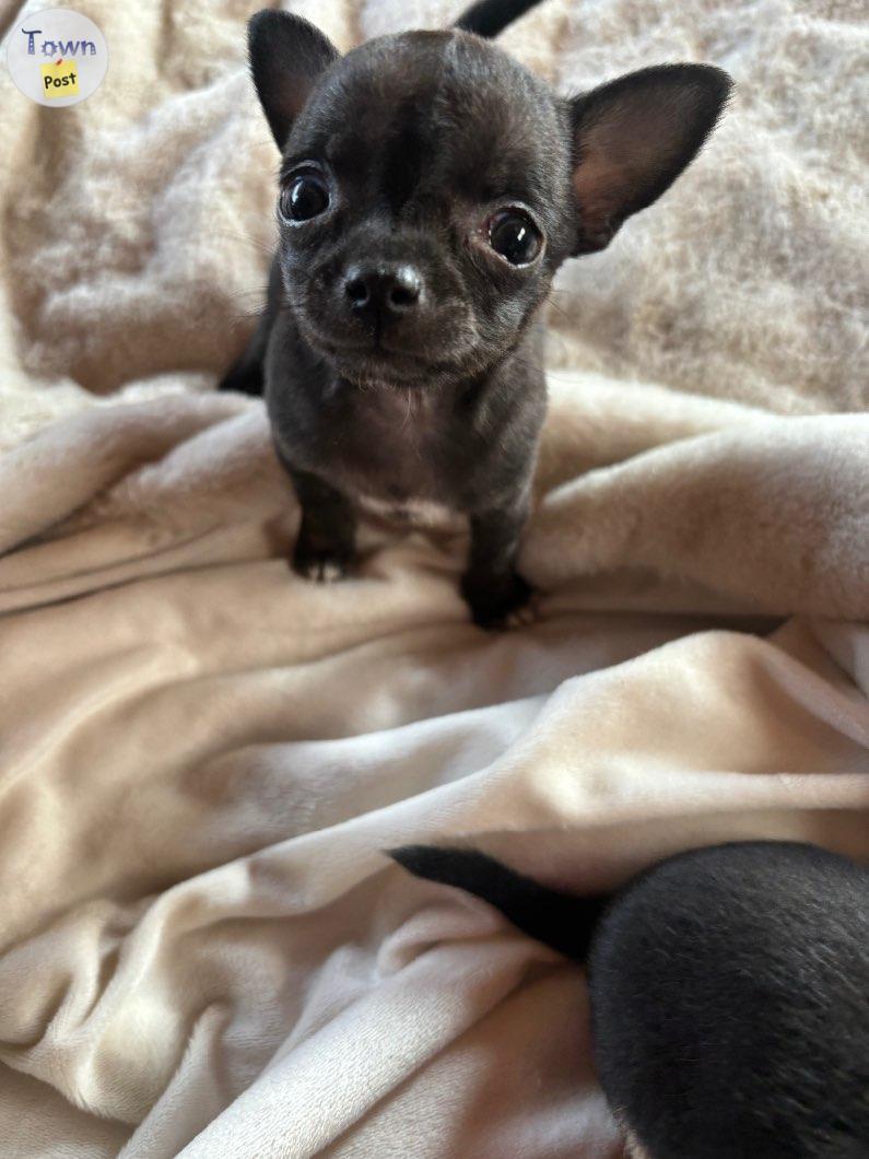 Photo of Chi puppy for sale