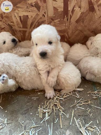 Photo of Purebred Maremma puppies  - 1