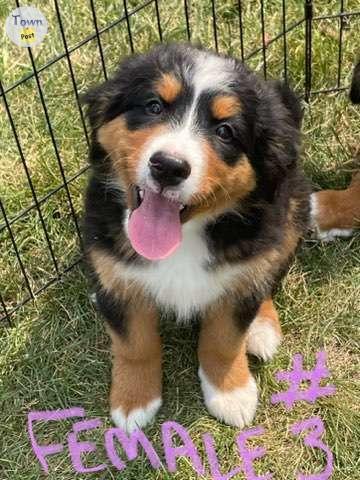 Photo of Bernese puppies 