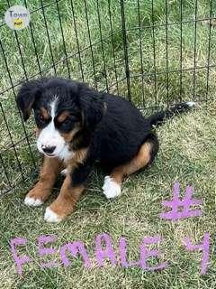 Photo of Bernese puppies  - 2