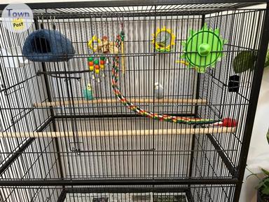 Photo of Parakeets with cage - 1