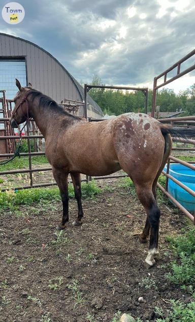 Photo of 2022 Snowcap Appaloosa Filly  - 1