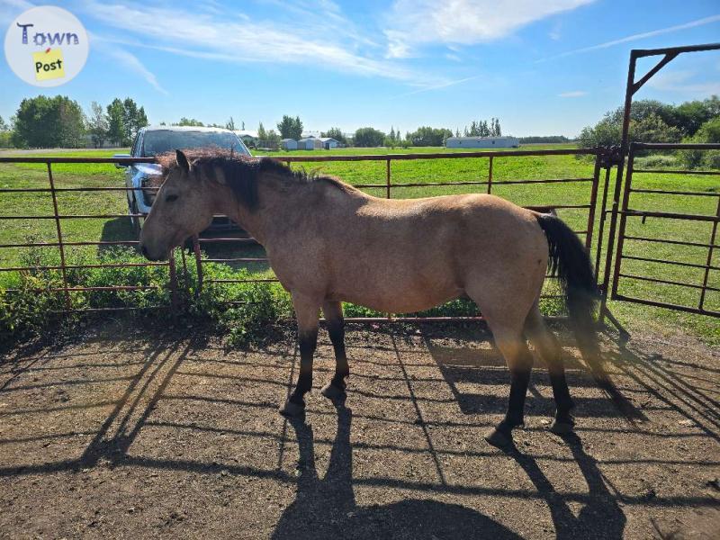 Photo of Two walsh ponies