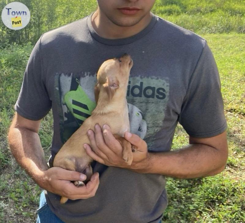 Photo of Small Teacup Chihuahua x Chiweenie