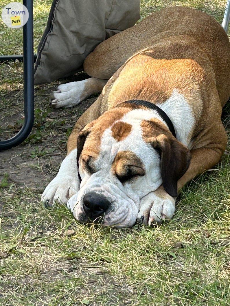 Photo of Old English Bulldog